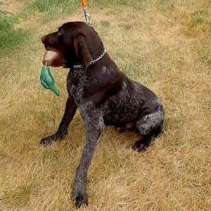 Gun Conditioned Hunting Dog