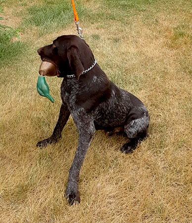 Gun Conditioned Hunting Dog