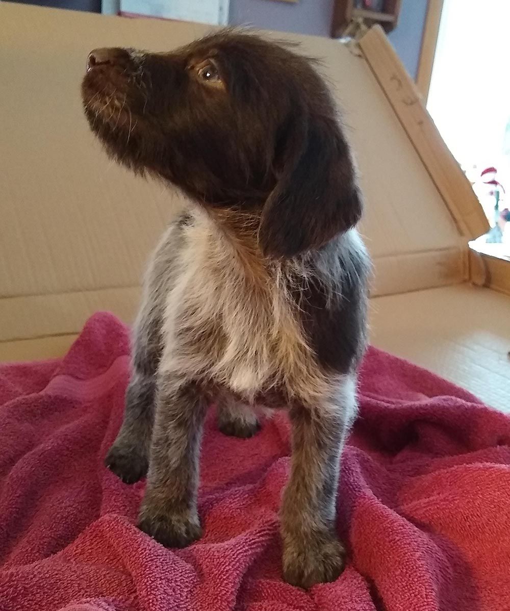 Funks Kennels German Wirehaired Pointer Puppies For Sale