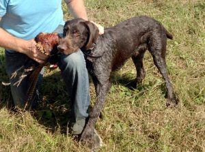 Hugo 8 month old German Wirehair