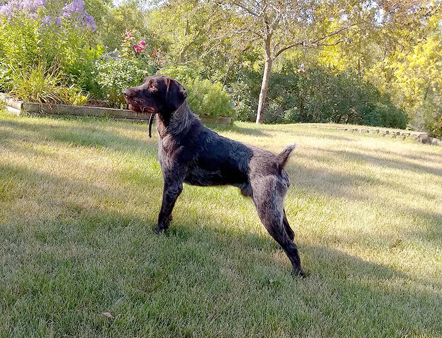 Another great Hunting dog from Funks Kennels